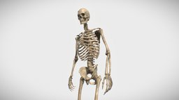 Skeleton skeleton, anatomy, scanning, dead, bloody, creepy, realistic, real-time, burned, character, photogrammetry, minecraft, 3d, design, characters, digital, animation, monster, animated, fantasy, dark, ghost, horror, bones, zombie, noai