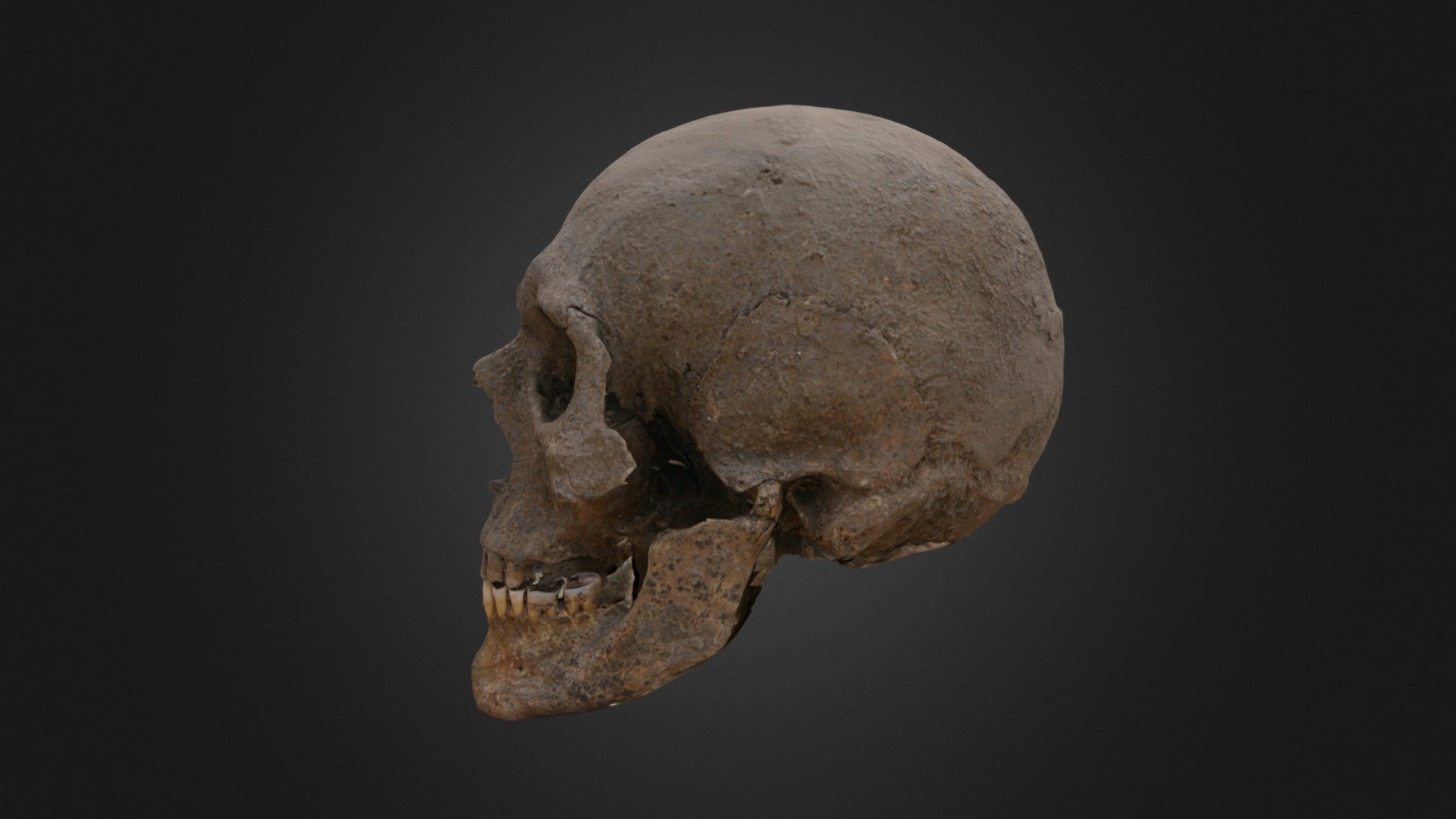 kobanian skull (800 BC) - Download Free 3D model by kantemrati 3d model
