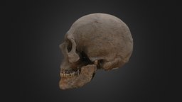 kobanian skull (800 BC) culture, sarmat, kobanian, alans, ossetians, 3d