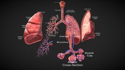 ِFull Anatomy of LUNGS organ, cross, anatomy, biology, system, section, chest, x, inside, education, realistic, lungs, anatomical, lung, internal, superior, trachea, respiratory, breath, sinus, lobe, mucosa, bronchi, bronchus, 3d, model, air, medical, human, thyrohyoid, osphagus, coronavirus, covid-19, covid, smokers, cuted