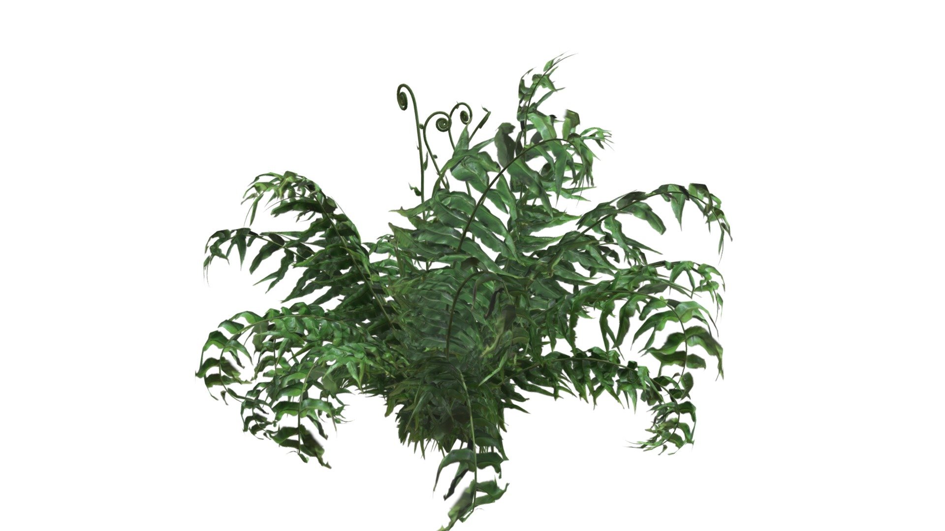 This 3D model of the Western Sword Fern Plant is a highly detailed and photorealistic option suitable for architectural, landscaping, and video game projects. The model is designed with carefully crafted textures that mimic the natural beauty of a real Western Sword Fern Plant. Its versatility allows it to bring a touch of realism to any project, whether it's a small architectural rendering or a large-scale landscape design. Additionally, the model is optimized for performance and features efficient UV mapping. This photorealistic 3D model is the perfect solution for architects, landscapers, and game developers who want to enhance the visual experience of their project with a highly detailed, photorealistic Western Sword Fern Plant 3d model