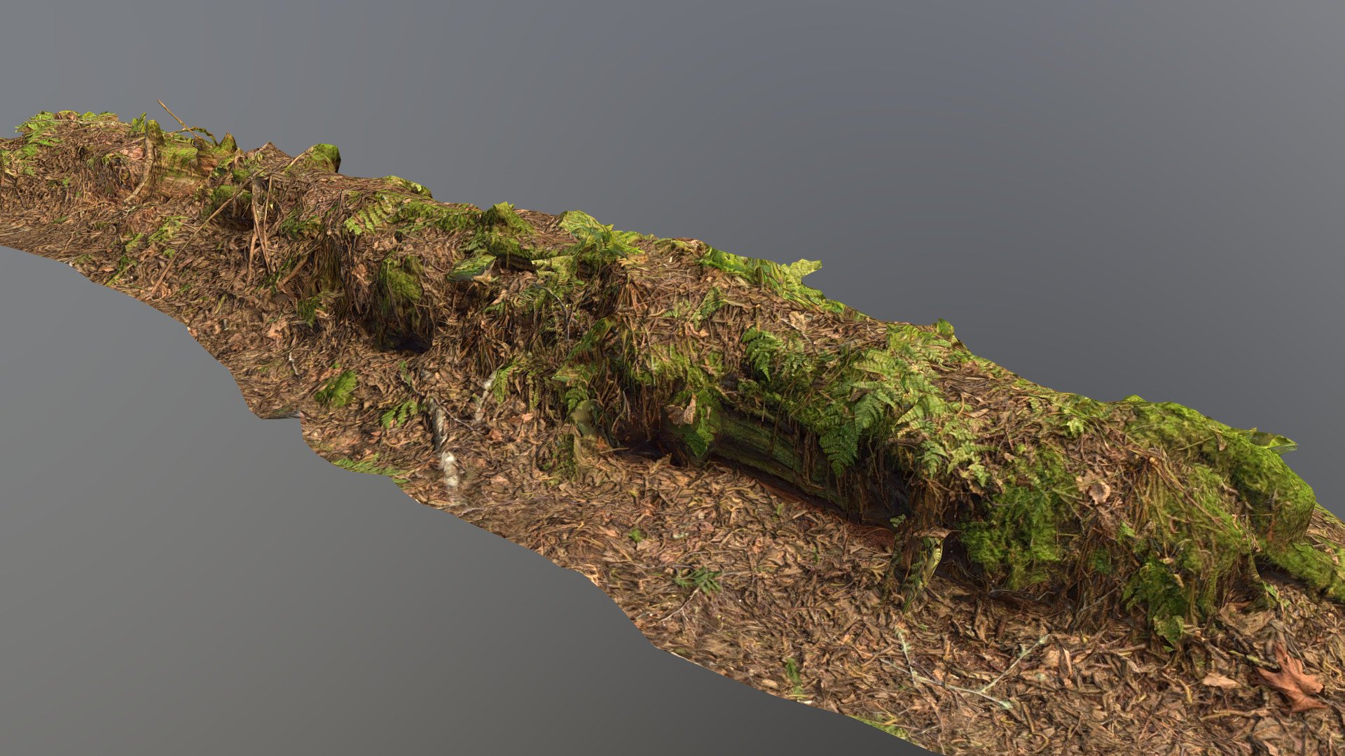 A fallen tree in the forest near Hansville. Captured with a Nikon 850 camera with wide angle. Low poly created in 3dMax using their new retopology tool. Maps baked out in Substance Designer. Touchted up on Substance Painter, Delit in Agisoft De-Lighter 3d model