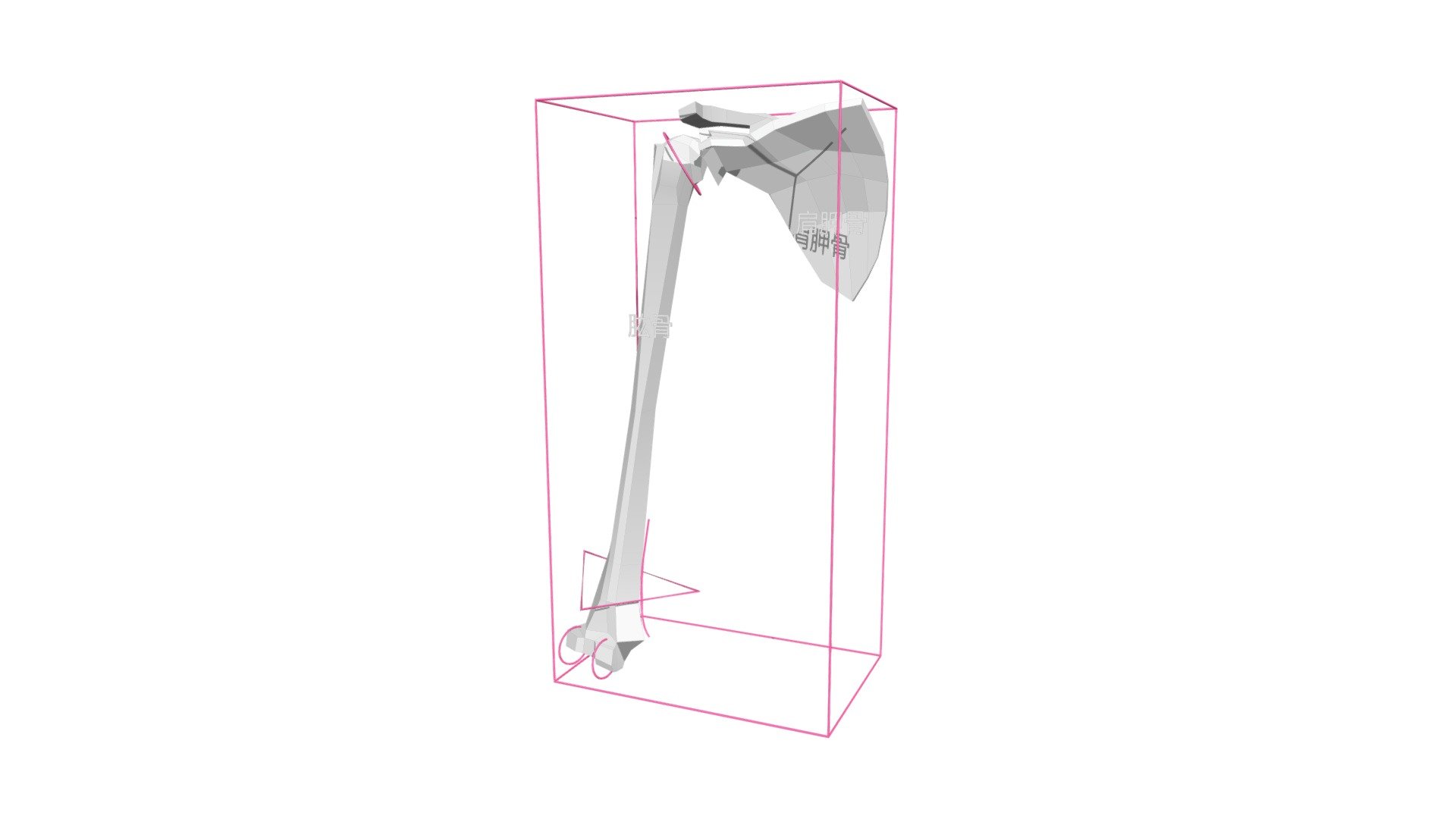 大臂结构概括 - 3D model by 雕塑笔记 (@diaosubiji) 3d model