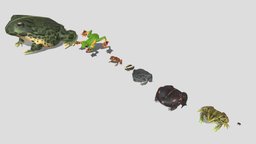 8 kinds of toad B frog, toad, low-poly
