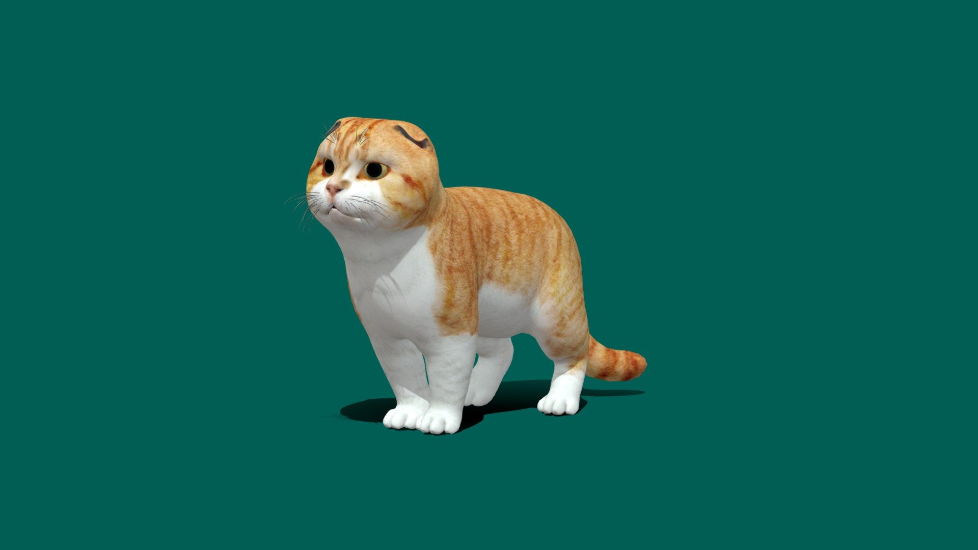 3D Animated Orange Scottish Fold Model.
4K PBR Textures Material.

The Scottish Fold is a breed of domestic cat with a natural dominant gene mutation that affects cartilage throughout the body, causing the ears to &ldquo;fold