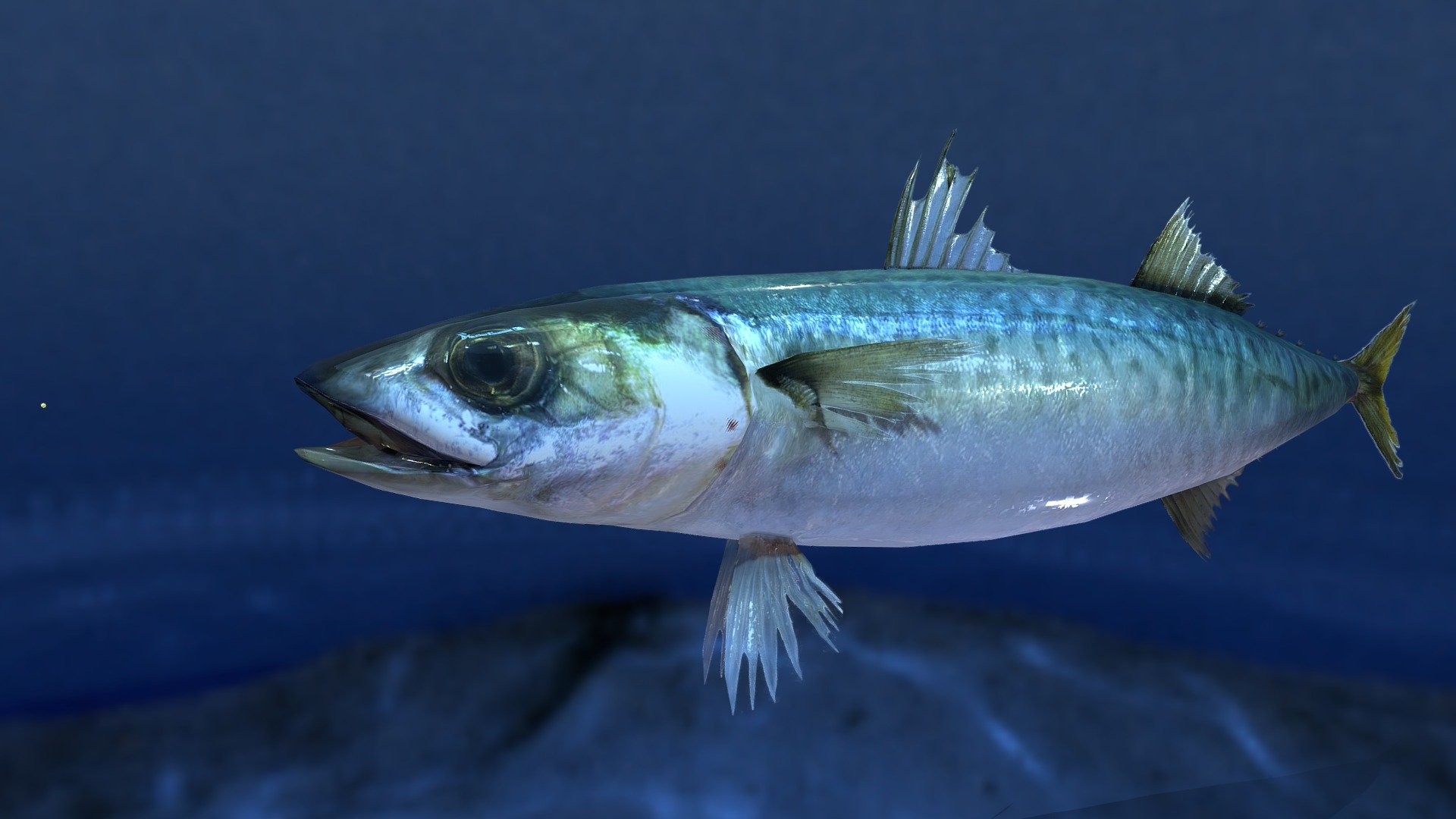 I'm producing aiming at realistic fish. It was made in Blender.
The resolution is lowered a little, and it's being indicated.

There are a blender file and a fbx file for Unity.
fbx for Unity makes the fin tension of both sides. WebGL used actually in unity Please refer to this website.
https://turidata.blog.fc2.com/blog-entry-28.html

When needing more detailed information about fish, please refer to osakana watch. It's my site  (language: Japanese).

It's possible to include a material of 4096 x 4096 and use that in version more than 1.0.
When there is your request, I'll sell it by 20-30$. (file:Blender,gltf,fbx,obj,etc&hellip;)

This 3D is v1.5

リアルな魚を目指して制作しています。Blenderで作成しました。
解像度を下げて表示しています。

Unity用ではblenderファイル、fbxファイルがあります。
Unity用のfbxはヒレなどを両面張りにしています。unityで実際に使用されているWebGLはこちらをご参照ください。
https://turidata.blog.fc2.com/blog-entry-28.html

さらに魚についての詳しい情報が必要であれば、osakana watch運営サイトをご参照ください(言語:日本語)

ご要望があれば20～30$で販売いたします。(file:Blender,gltf,fbx,obj,etc&hellip;)
v1.0以上では、4096×4096のマティリアルを含み、それを使うことができます。 - マサバ(Chub mackerel) - 3D model by tanigutisora (@osakanaWatch) 3d model