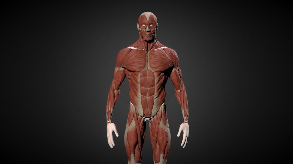 Anatomic reference for the master. #Barruz3DStudent - Man ecorché - 3D model by iago3dsilva 3d model