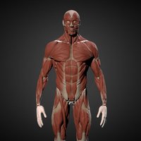 Man ecorché anatomy, z, hombre, anatomia, zbrush4r7, zbrush-sculpt, barruz3dstudent, man, zbrush