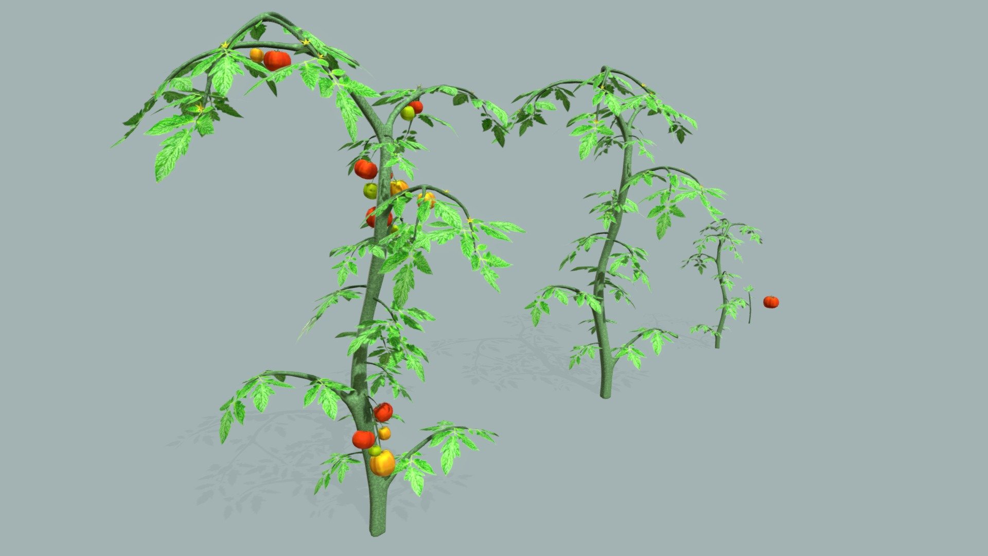 Low poly model of a tomato bush made in a blender

One texture applies to all models

In the additional files I will attach a document with separated models



Textures: 

Texture size 1024 x 1024 in the amount of 4 pieces



Basic color map (albedo)

Normal map

Occlusal roughness metallic (RGB)

Emmisive


Description of models:





Tomato bush high
  vert - 6509
 tris - 10670




Tomato bush high without tomato
 vert - 2697 

                                   tris - 3992




Tomato bush middle
              vert - 2263
 
                                   tris - 3439




Tomato bush small
               vert - 124
 
                                   tris - 168




Tomato
                          vert - 216
 
                                   tris - 382


 - Tomato bush - Buy Royalty Free 3D model by Vladislav99 3d model