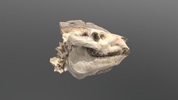Oreodont skull cast skull-skulls-animals