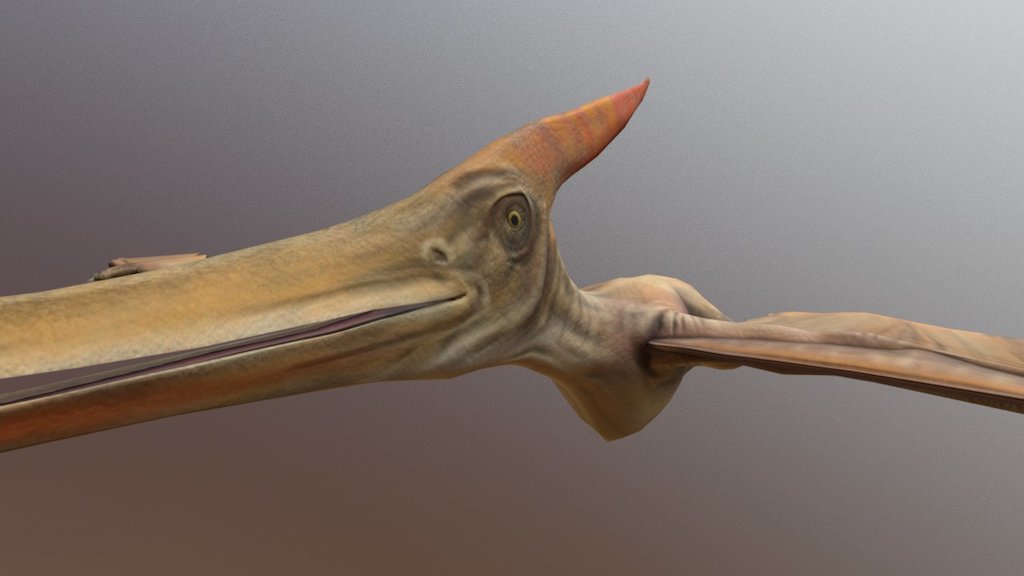 Pteranodon - 3D model by Yode (@yodegroup) 3d model