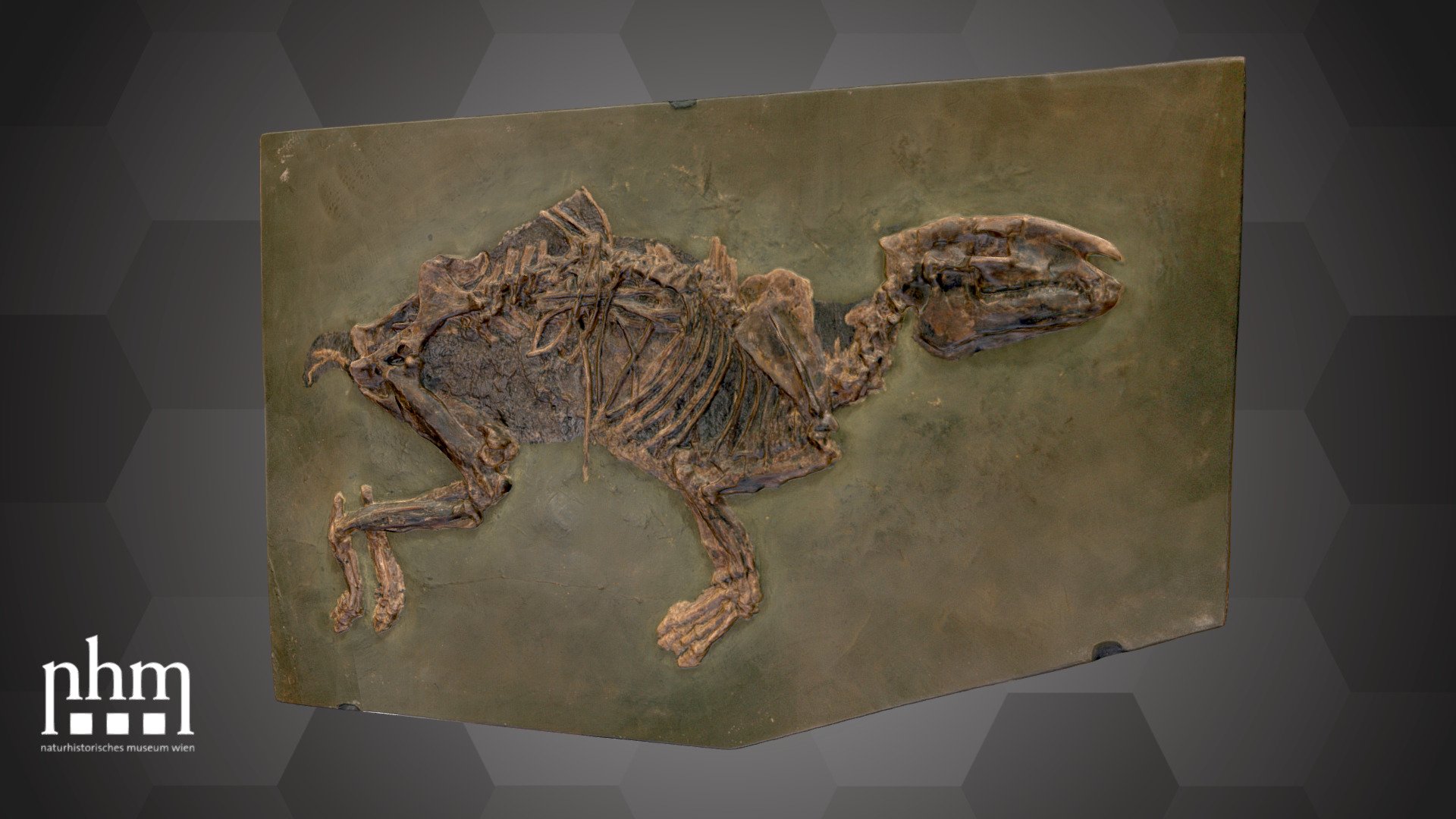 3D scan of a primeval dwarf horse (Eurohippus messelensis) fossil from Messel, which is todays Darmstadt, Germany. Fossils from this area are extraordinarily good preserved. That is because 47 million years ago there was a tropical forest around Lake Messel, and on its floor the oxygen-deprived environment prevented decomposition of the corpses that sunk into the lake.

This primeval dwarf horse of Messel is Number 28 of the NHM Top 100 and can be found in Hall 9 in Showcase 68 at the NHM Vienna.

Specimen: Eurohippus messelensis (Haupt, 1925) 

Inventory Number: NHMW-Geo 1993/0035/0001

Collection: Natural History Museum Vienna, Geology &amp; Paleontology Dept., Vetrebrate Coll. (curator: Ursula Göhlich)

Find out more about the NHMW here.

Scanned and edited by Anna Haider &amp; Viola Winkler (NHMW)

Scanner: Artec Leo. Infrastructure funded by the FFG 3d model