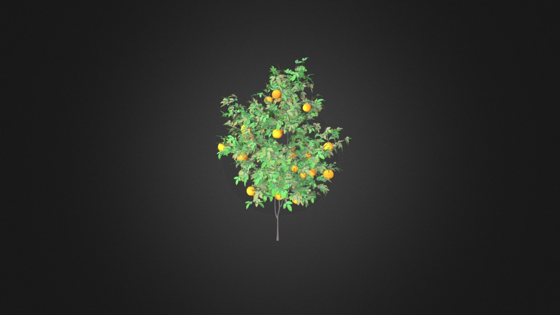 Orange Tree with Fruits 3D Model 2.1m - Orange Tree with Fruits 3D Model 2.1m - Buy Royalty Free 3D model by cgaxis 3d model