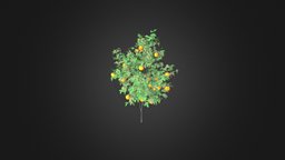 Orange Tree with Fruits 3D Model 2.1m
