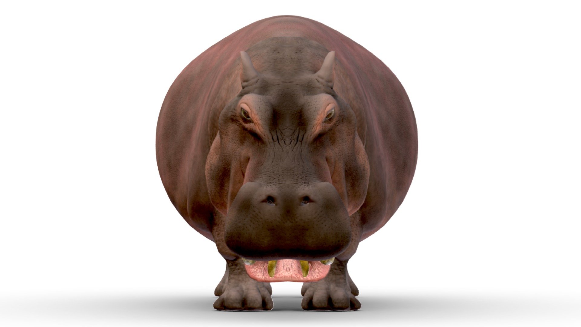 This is the finished version of the hippo at Hippopotamus. It has an open mouth, teeth, a tongue and eyes. Next itteration will have a rig and animation - Hippopotamus with open mouth - Buy Royalty Free 3D model by Mieke Roth (@miekeroth) 3d model