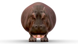 Hippopotamus with open mouth hippo, hippopotamus