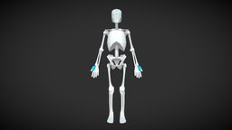 Male Skeleton For Artists skeleton, anatomy, simplified, skelly, planar, anatomy-reference, human-anatomy, simplified-model, lowpoly, male-figure, male-skeleton, figuredrawing, simplified-skeleton