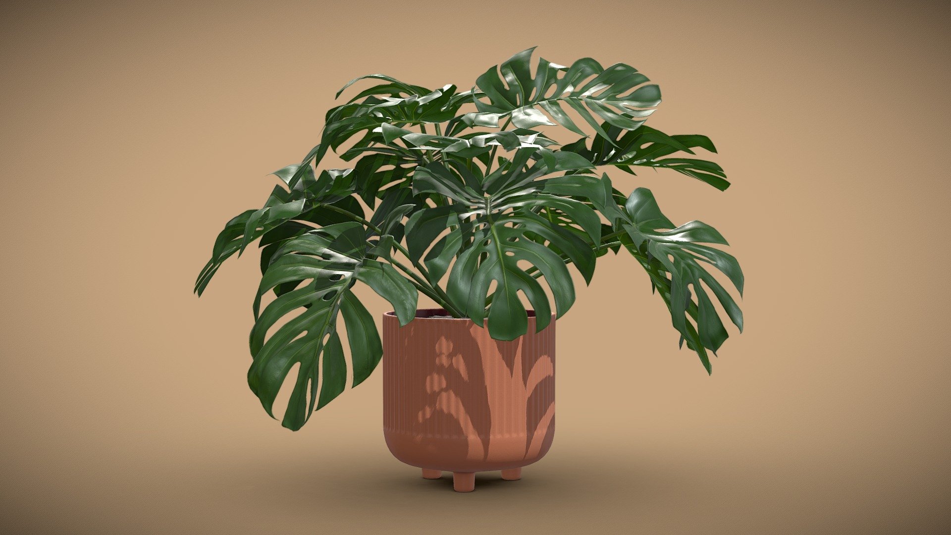 Design Pot Plant Monstera Deliciosa

Monstera deliciosa is an impressive houseplant that brings drama to a room! This native plant of Mexico and other tropical parts of the Americas features massive, heart-shaped leaves.

4k Textures




Vertices 13 238

Polygons 12 372

Triangles 24 429
 - Design Pot Plant Monstera Deliciosa - Buy Royalty Free 3D model by AllQuad 3d model