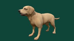 Labrador Dog dog, labrador, labradorretriever