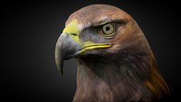 Golden Eagle bird, portrait, raptor, head, alaska, wildlife, zbrush-lowpoly, 3d-3d-model-3d-scan-3d-printing, north-america-continent, golden-eagle, aquila-chrysaetos, zbrurh4r8, bust
