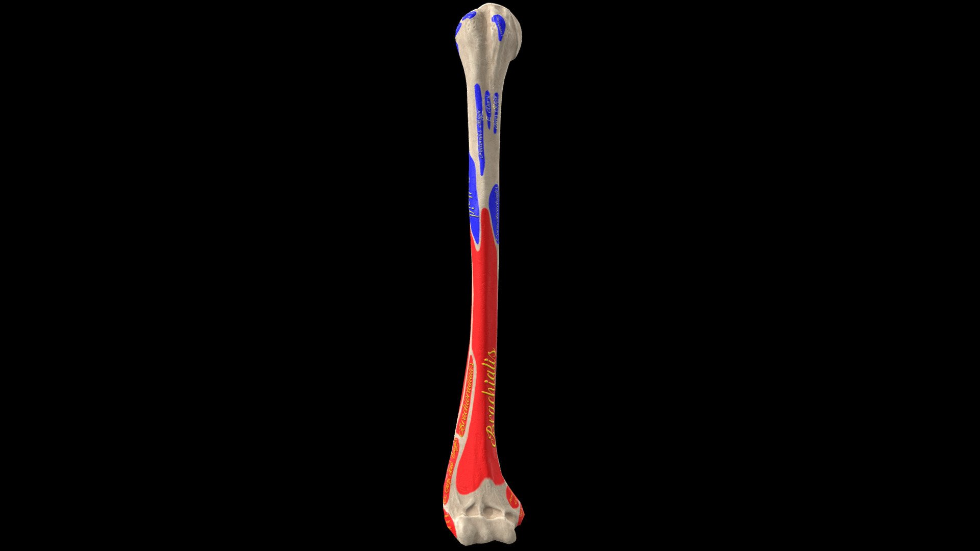 Humerus bone showing landmarks including origins and insertions of muscles on it.

Click here if you want to see the model without labeling - Humerus bone with landmarks and labels - Buy Royalty Free 3D model by Anatomy by Doctor Jana (@docjana) 3d model