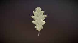 Oak Leaf plant, flora, oak, element, leaf, foliage, nature, art