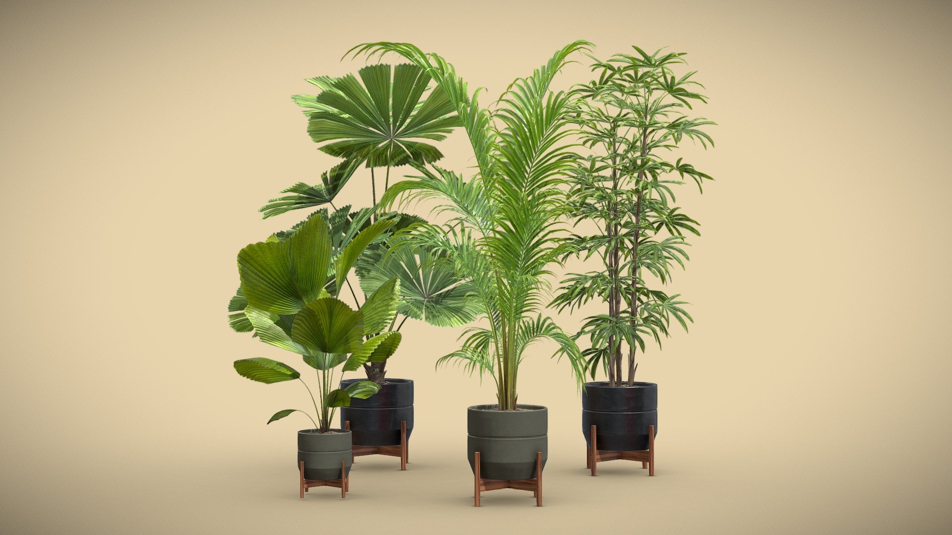 Indoor Plants Pack 49

This selection of indoor exotic plants will provide a level of detail that will take your visualizations to the next level.

Models can be subdivided for more definition.




Licuala Grandis

Licuala Spinosa

Rhapis Excelsa

Dypsis Lutescens

4k Textures




Vertices  81 224

Polygons  61 890

Triangles 123 036
 - Indoor Plants Pack 49 - Buy Royalty Free 3D model by AllQuad 3d model