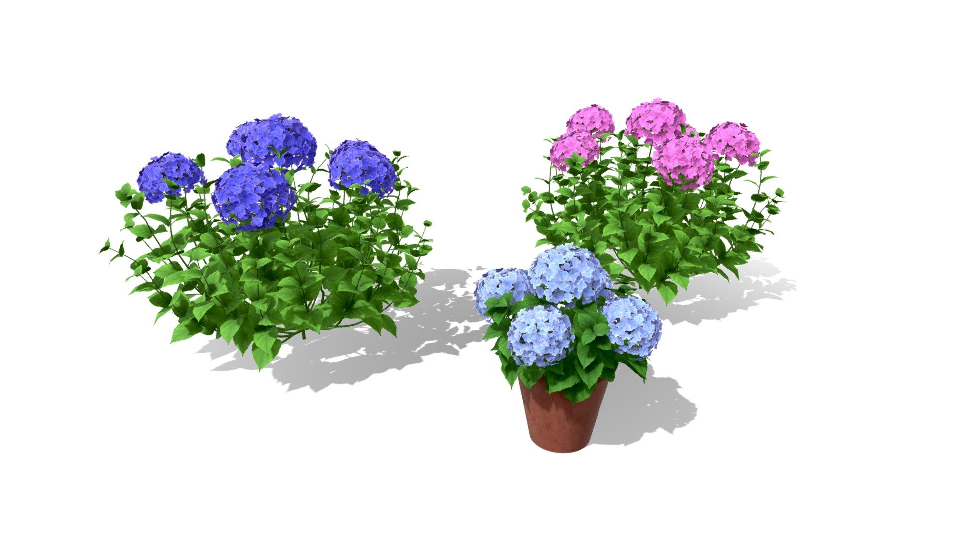 Introducing our meticulously crafted 3D model of the Big Daddy Hydrangea flower shrub, available in three stunning variations to elevate the aesthetic appeal of your digital garden or landscape projects. Each model is intricately detailed, showcasing the lush green foliage and vibrant blossoms that make this plant a favorite among garden enthusiasts.
1- light blue flowers with pot
2- deep blue flowers 
3- deep pink flowers

low poly Optimized for efficient rendering without compromising quality.
Highly detailed and realistic model
Includes textures, PBR materials..
Perfect for use in architectural visualizations, animations, game and other 3D projects

Check out the Tutorial on how to create the flowering shrub using SpeedTree:
https://youtu.be/1MkhtEn883U

*Statistics : 
Flower Bush poly: 55500
Flower pot poly: 42416
Total poly: 153416 Verts: 133180

*Dimensions: real world scale can be scaled.
Pot Height:  90 cm  Bush height: 140 cm
Pot width: 80 cm  Bush width: 180 cm

*UV for easy texture application 3d model
