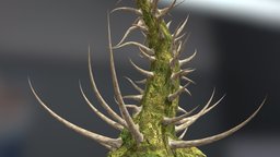 CAVEYRAH plant, wind, no, strange, trunk, alien, animation, animated, leaves