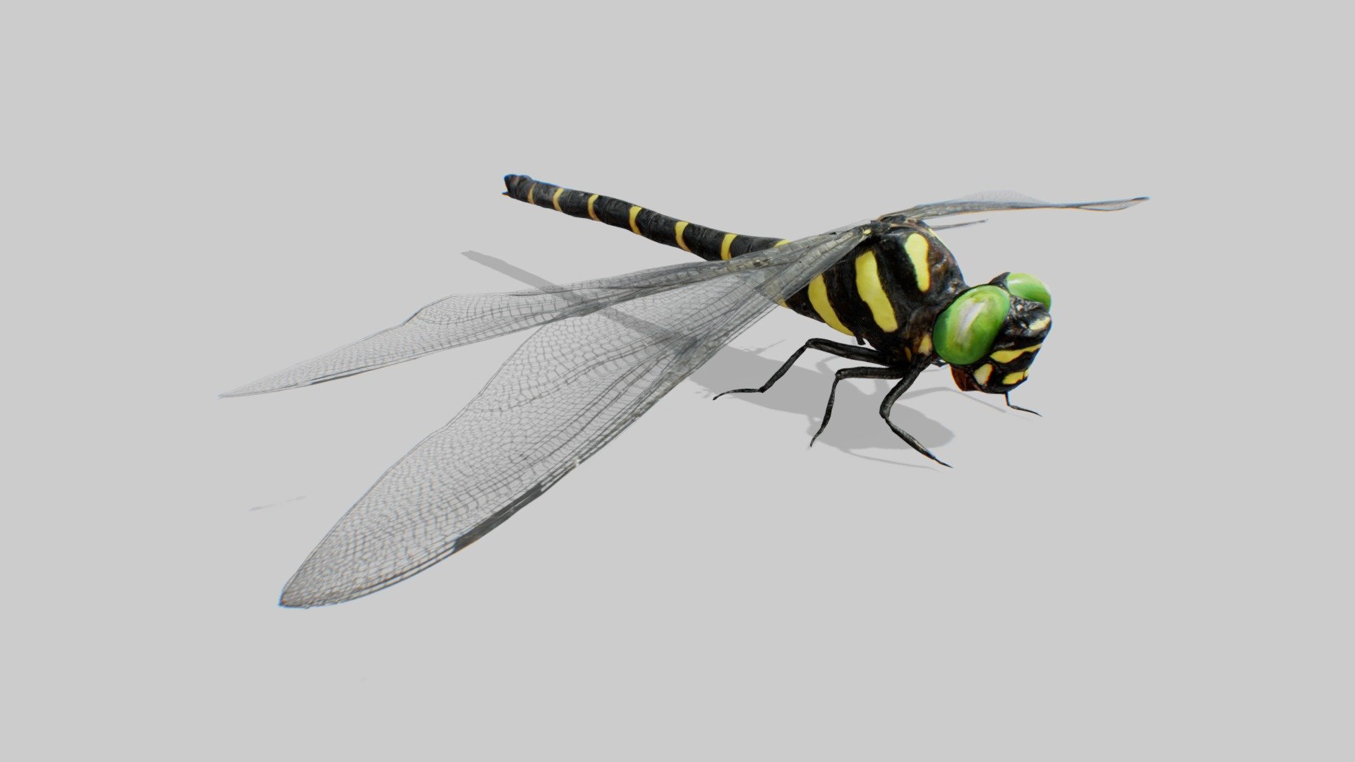 CC By 4.0
Uploaded by ffish.asia / floraZia.com: https://sketchfab.com/ffishAsia-and-floraZia
https://sketchfab.com/3d-models/golden-ringed-dragonfly-a-sieboldii-b4d22fd753d346db8f77d409ae68c357

UE4: 

Unity: - Dragonfly Oniyannma (JIP) - 3D model by bunnopen 3d model