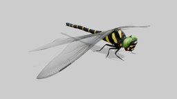 Dragonfly Oniyannma (JIP)