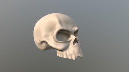 Skull Human anatomy, charactermodel, creature, animation