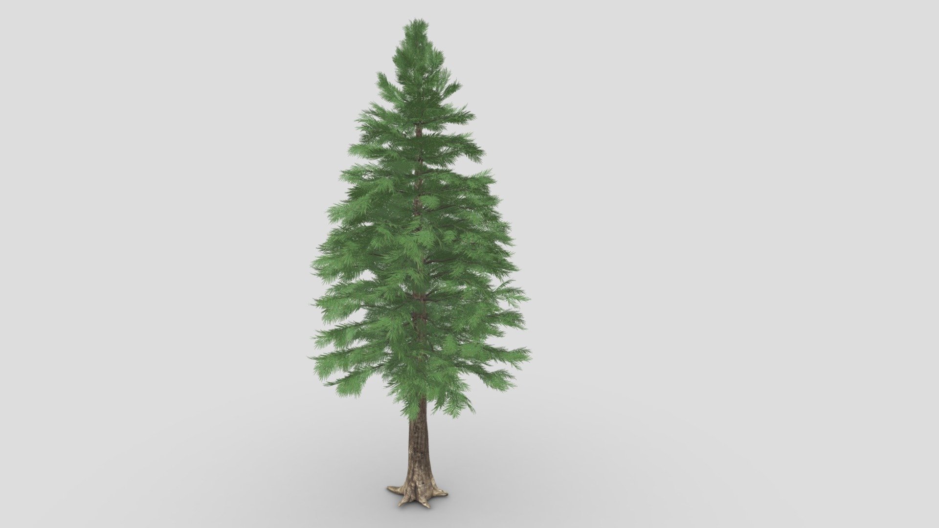 Cedar pine tree - Cedar pine tree - Buy Royalty Free 3D model by misitewang 3d model