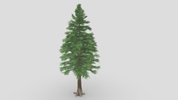 Cedar pine tree