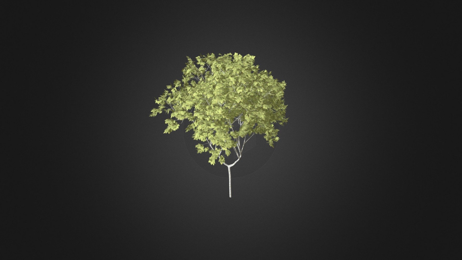 Norway Maple (Acer platanoides) 6.3m - Norway Maple (Acer platanoides) 6.3m - Buy Royalty Free 3D model by cgaxis 3d model