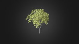 Norway Maple (Acer platanoides) 6.3m tree, plant, forest, maple, wild, norway, park, leaf, foliage, trunk, bark, nature, deciduous, acer, platanoides, wood