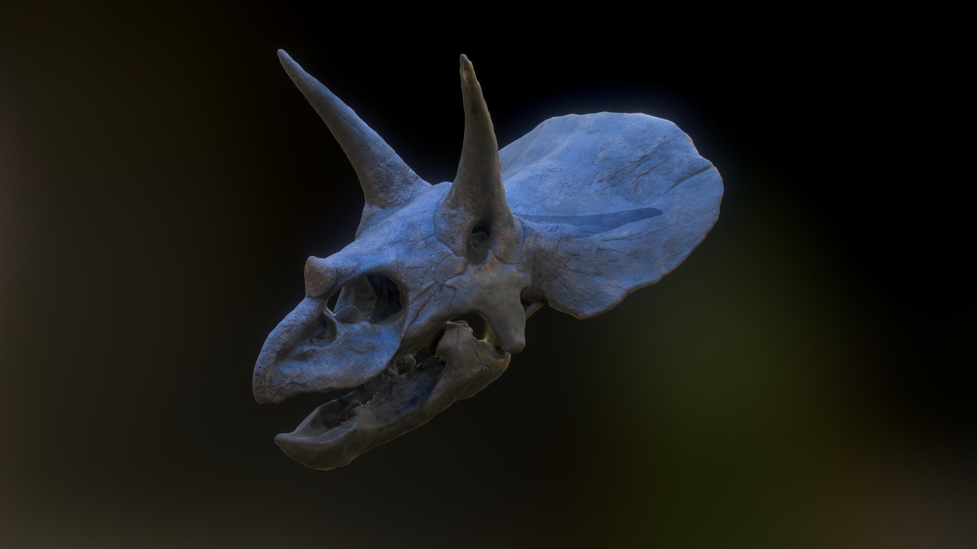 &ldquo;The name Triceratops means three-horned face, referring to the one small and two large horns on the skull, which can be seen on the cast on display in the Museum.

Triceratops was 7.3 metres long, and weighed more than 6 tonnes. It was a herbivore, and its jaws were equipped with a constantly replaced battery of teeth specially adapted for cutting up tough plant material.
The horn and frill of Triceratops have attracted much speculation, but it is likely that they were used for display and fighting to maintain social dominance, and to defend territory and mates. Functional analysis suggests that Triceratops locked horns in pushing and twisting fights between individuals, the massive frill at the back of the skull acting as a shield to deflect the horns of opponents and protect the vulnerable neck and shoulder muscles.
