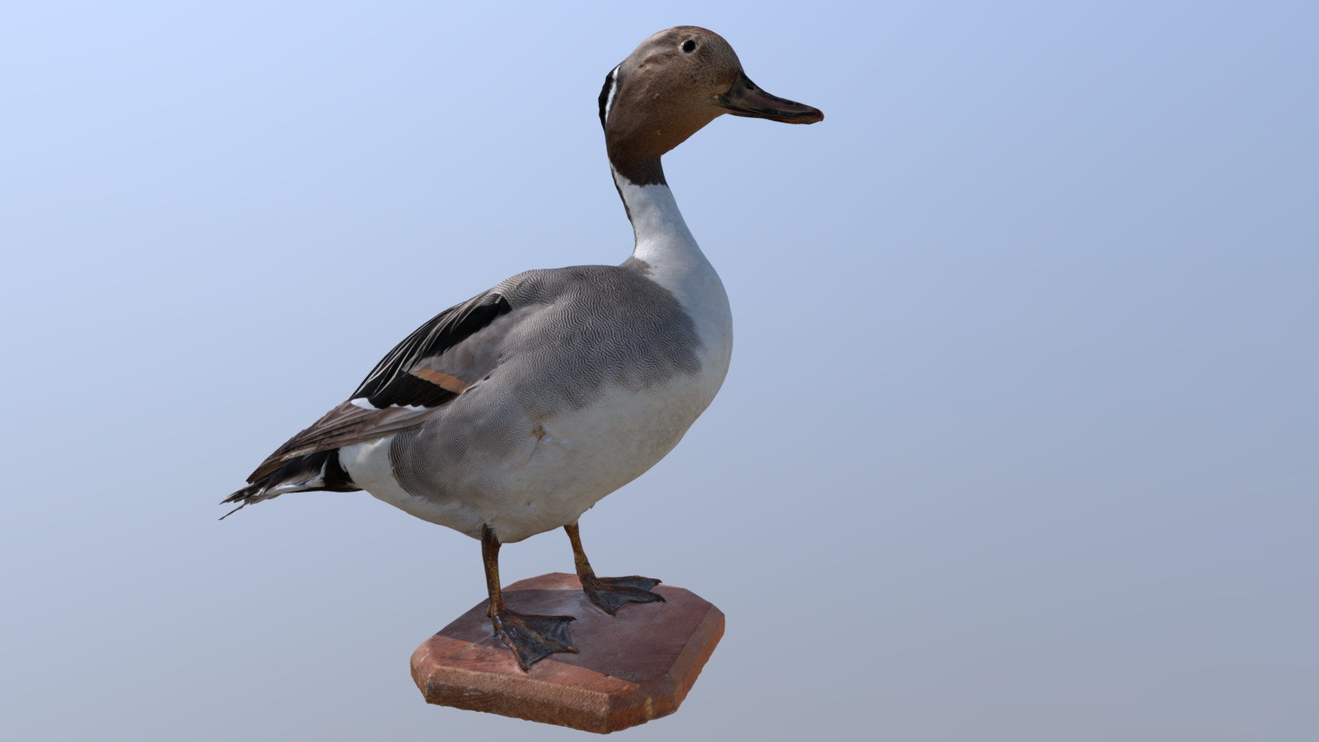 An antique taxidermic mount of the Northern pintail, Anas acuta, a migratory duck 3d model