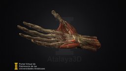 Modelo anatómico de mano derecha humana anatomy, 3d-scan, scientific-heritage, university-cadiz