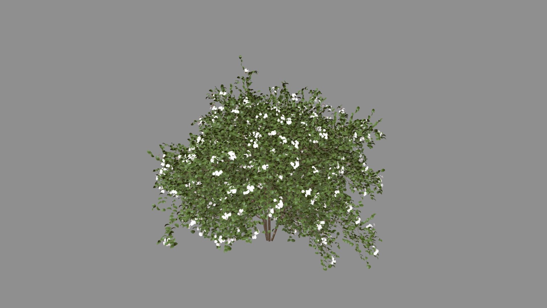Get a unique Cornus racemosa 3D model in bloom: Delicate white flowers dance on fresh green leaves, perfect for spring scenes.

The Cornus racemosa, also known as the Gray Dogwood, is a deciduous shrub that brings year-round beauty and ecological value to any landscape. With its graceful form, delicate flowers, and vibrant foliage, it's no wonder this native North American plant is a favorite among gardeners and nature enthusiasts alike.

Easy to use, stunning results:
-Multiple formats for your favorite 3D software.
-High-quality textures bring every detail to life.
-Perfect for beginners and pros alike.

Perfect for:
-Game environments
-Architectural visualizations
-Art projects
-And more!

Bring nature's beauty to your digital world!
Create landscapes that tell stories, inspire, and transport viewers. This versatile pack is your key to stunning renders.

Check out this animation I made using Unreal Engine:
https://youtu.be/ee-5kfri7os - Cornus Racemosa Spring 02 - Buy Royalty Free 3D model by hkhalif 3d model