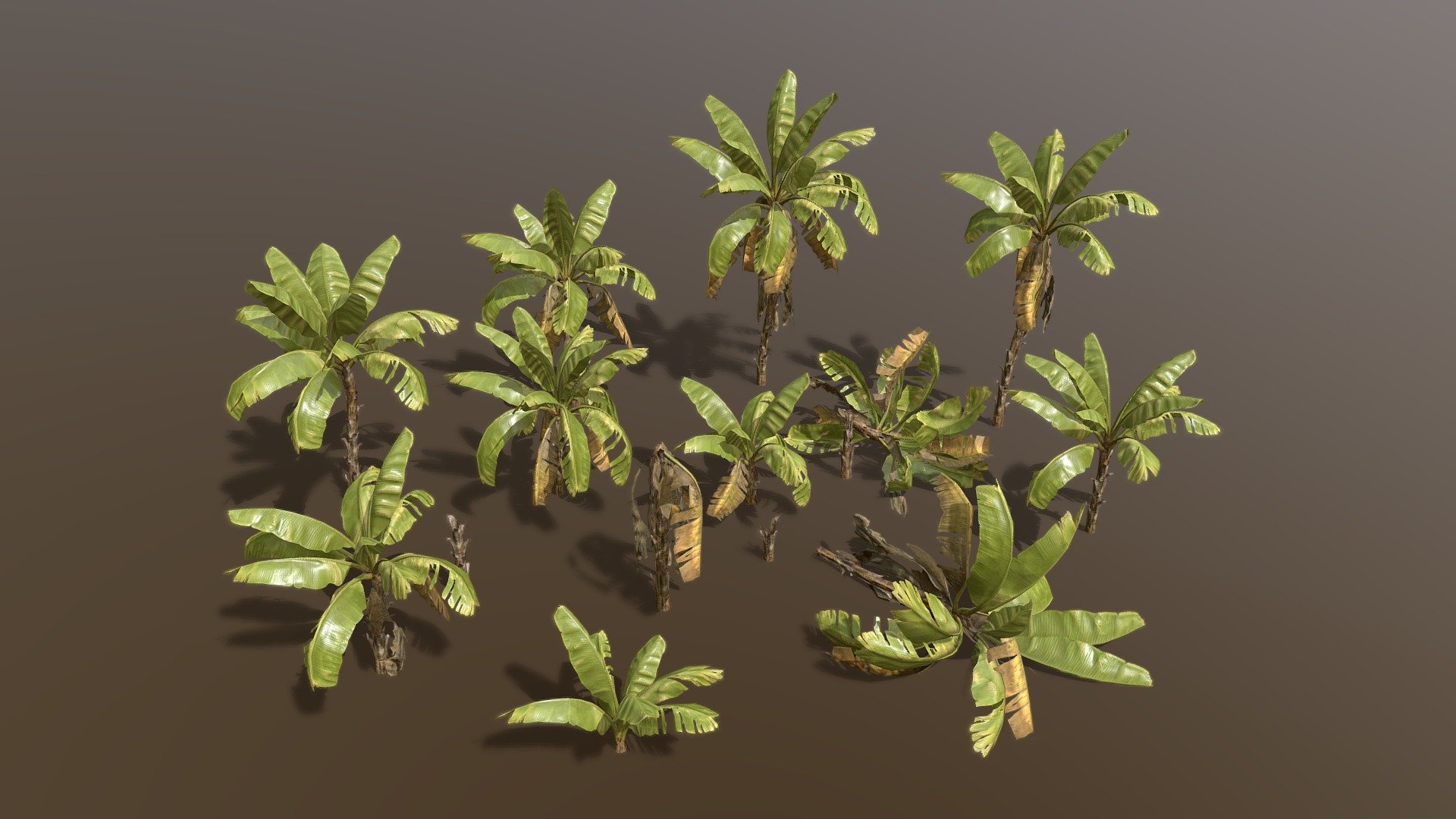 Banana Plant Pack created in tree it.

Please check out my free models on my sketchfab profile made in tree it for compatibility.

Includes 14 diffrent models.

Each modle has the main model + 5 levels of detail, last LOD is an 8 poly imposter/billboard.

Exported to .fbx .obj .dbo

fbx/dbo format includes vertex colors for vertex shader wind animation.

Includes the tree it .tre project.

Texture size is 2k x 2.

Why am I selling this model?. Im the createor of treeit, a free tree generator that these tree models are created in. Having tree packs for sale will incentivise and insure further development of the program that is in need of improvement 3d model