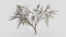 Eucalyptus Tree- 07