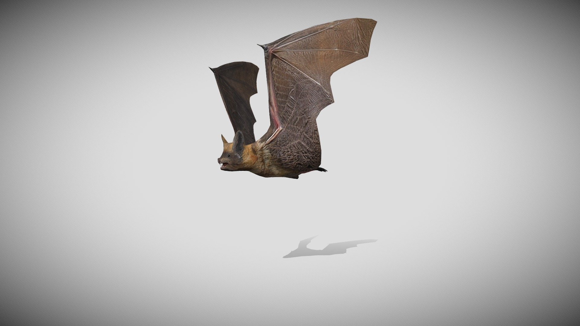 This is a 3d Bat with PBR textures and 23 different animations, with most of the animations you might need in a game. Efficiently made with only 4310 triangles 3d model