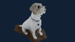 Moochie   3D scan by QuickPic3D.com  QP104HR 3dscanner, photogrametry, 3dprinting, pets, sculpture3d, dogs, capturingreality, jack_russel