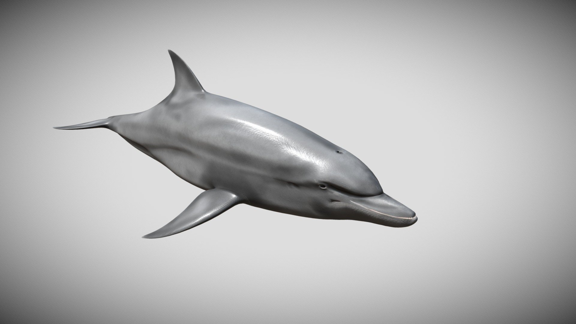 This is my rendition of a bottlenose dolphin, it has a bone structure but does not include any animations.  Textures are 4K and PBR for a great look in any program.

for simplicity the model has one primary texture including an albedo, roughness, normal, and diffuse channel.

The model is created natively in Cinema 4D completely in quads.

Other formats and additional subdivision (higher or lower) available on  request.  Check out my other models if you like this one 3d model