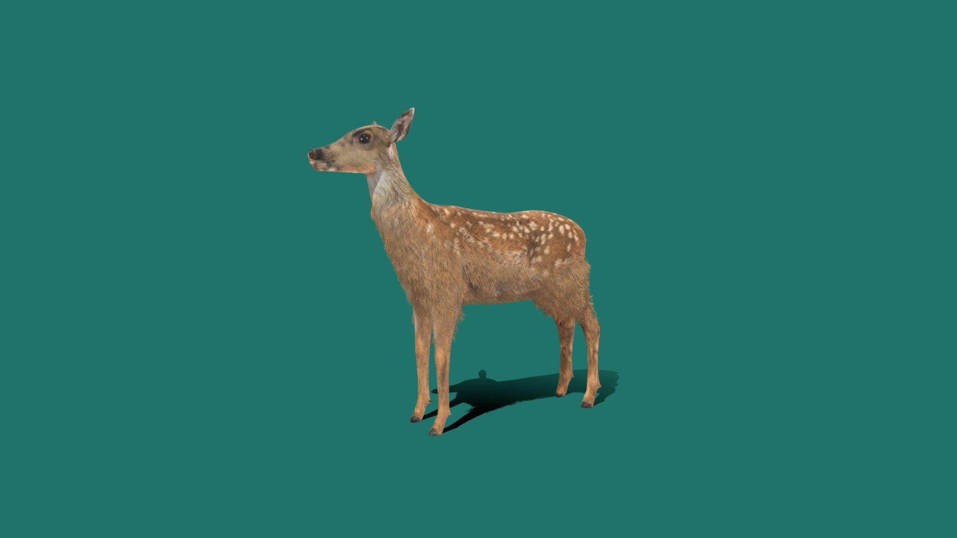 Game ready version with multiple animations
can be purchase thru blendermarket.thank you
https://sketchfab.com/3d-models/deer-animations-79dcfc14e4384937b87bfc38c3f68138
eating animations 
Deer or true deer are hoofed ruminant mammals forming the family Cervidae. The two main groups of deer are the Cervinae, including the muntjac, the elk, the red deer, and the fallow deer; and the Capreolinae, including the reindeer, white-tailed deer, the roe deer, and the moose 3d model