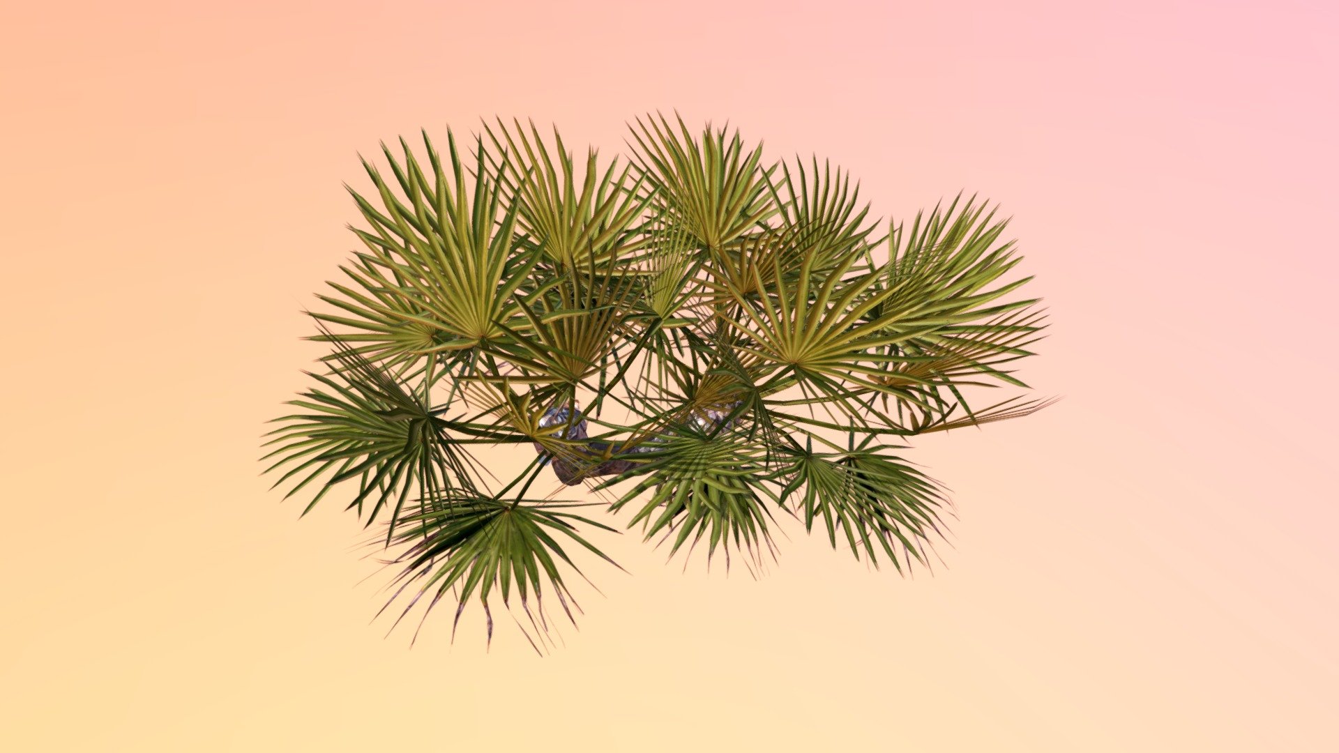 Saw palmetto (Serenoa repens)

University of Central Florida Ⓒ 2017

3D Artist Credit: Zachary Bledsoe

The Harrington Lab, UCF




 - Saw palmetto (Serenoa repens) - 3D model by Virtual UCF Arboretum (@VirtualUCFArboretum) 3d model