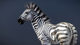 Plains Zebra white, africa, horses, african, zebra, run, plains, blackandwhite, african-art, horse, black