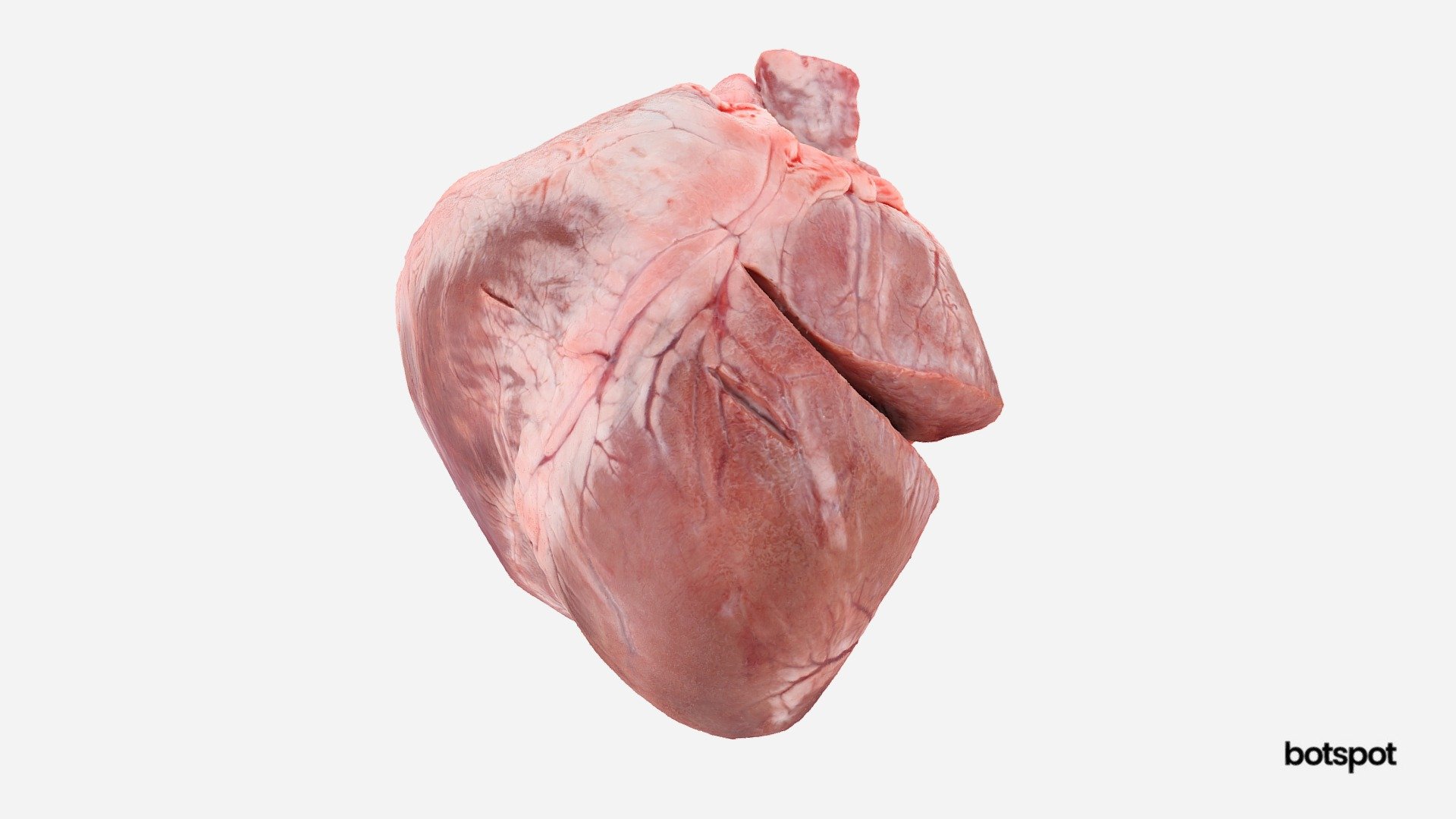 3D scanner: botscan MOMENTUM

Processing: raw 3D model  

3D scan by botspot 

botspot · WE 3D THE WORLD · www.botspot.de - Organ scan // Pig heart - 3D model by botspot (@botspot3d) 3d model