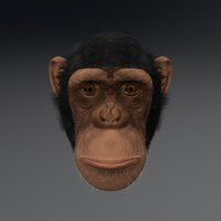 Chimpanzee head chimpanzee, mudbox, maya